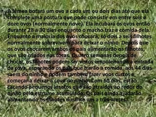 A fêmea botará um ovo a cada um ou dois dias até que ela complete uma postura que pode consistir em entre seis e doze ovos (normalmente nove). Ela incubará os ovos então durante 28 a 30 dias enquanto o macho traz a comida dela. Enquanto a maioria dos ovos chocará, só dois a seis filhotes normalmente sobrevivem para deixar o ninho. Depois que os ovos chocarem ambos os pais alimentarão os filhotes, que são criados nas tocas. Quatro semanas depois de chocar, os filhotes podem ser vistos empoleirando a entrada da cova, esperando os pais que trarão a comida, aos 44 dias saem do ninho e podem também fazer voos curtos e começar a deixar a cova do ninho. Com 60 dias, estão caçando pequenos insetos que são atraídos ao redor do ninho pelo estrume acumulado. Os pais ainda ajudarão alimentando os filhotes durante um a três meses.
