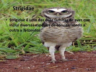 StrigidaeStrigidae é uma das duas famílias de aves que inclui diversas espécies de corujas, sendo a  outra a Tytonidae. 