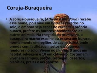Coruja-BuraqueiraA coruja-buraqueira, (Athenecunicularia) recebe esse nome, pois vive em buracos cavados no solo, e embora seja capaz de cavar seu próprio buraco, prefere os buracos abandonados de outros animais. Na chegada da primavera, a buraqueira macho escolhe ou escava um buraco, normalmente em regiões de capim baixo, onde prenda com facilidade insetos e pequenos roedores no solo.Vivem no mínimo 9 anos em habitat selvagem e 10 em cativeiro. Costumam viver em campos, pastos, restingas, desertos, planícies, praias e aeroportos.