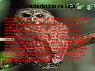 Suas características na caçaSua visão e seus voos suaves são adaptados para caça. Enxergam cem vezes mais que o ser humano e também tem uma ótima audição, conseguindo localizar sua presa com apenas este sentido. Para observar alguma coisa ao seu lado, gira o pescoço em um ângulo de até 270 graus a partir da posição central, aumentando assim o seu campo visual. Ela tem que virar a pescoço, pois seus grandes olhos estão dispostos lado a lado num mesmo plano. Essa disposição frontal proporciona à coruja uma visão binocular (enxerga um objeto com ambos os olhos e ao mesmo tempo), isso significa que a coruja pode ver objetos em três dimensões: altura, largura e profundidade. Os olhos da coruja-buraqueira são bem grandes, em algumas subespécies  são até maiores que o próprio cérebro, a fim de melhorar sua eficiência em condições de baixa luminosidade, captando e processando melhor a luz disponível. 