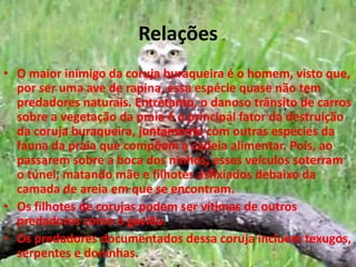 RelaçõesO maior inimigo da coruja buraqueira é o homem, visto que, por ser uma ave de rapina, essa espécie quase não tem predadores naturais. Entretanto, o danoso trânsito de carros sobre a vegetação da praia é o principal fator da destruição da coruja buraqueira, juntamente com outras espécies da fauna da praia que compõem a cadeia alimentar. Pois, ao passarem sobre a boca dos ninhos, esses veículos soterram o túnel, matando mãe e filhotes asfixiados debaixo da camada de areia em que se encontram.Os filhotes de corujas podem ser vítimas de outros predadores como o gavião.Os predadores documentados dessa coruja incluem texugos, serpentes e doninhas.