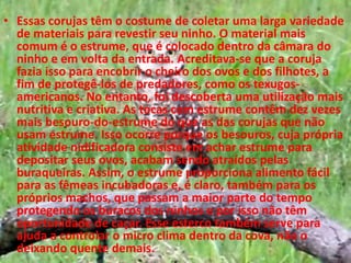 Essas corujas têm o costume de coletar uma larga variedade de materiais para revestir seu ninho. O material mais comum é o estrume, que é colocado dentro da câmara do ninho e em volta da entrada. Acreditava-se que a coruja fazia isso para encobrir o cheiro dos ovos e dos filhotes, a fim de protegê-los de predadores, como os texugos-americanos. No entanto, foi descoberta uma utilização mais nutritiva e criativa. As tocas com estrume contêm dez vezes mais besouro-do-estrume do que as das corujas que não usam estrume. Isso ocorre porque os besouros, cuja própria atividade nidificadora consiste em achar estrume para depositar seus ovos, acabam sendo atraídos pelas buraqueiras. Assim, o estrume proporciona alimento fácil para as fêmeas incubadoras e, é claro, também para os próprios machos, que passam a maior parte do tempo protegendo os buracos dos ninhos e por isso não têm oportunidade de caçar. Esse esterco também serve para ajuda a controlar o micro clima dentro da cova, não o deixando quente demais.