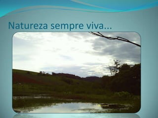 Natureza sempre viva...
 