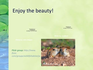 Enjoy the beauty! Photo by: Bob Zeller Photo by: John Magee Photo by: wolftale Flickr group:  http://www. flickr . com/groups/wildlifehabitat/pool/ 