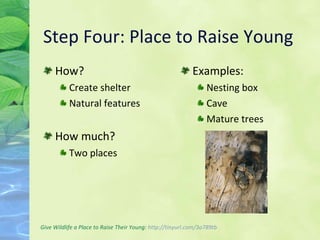 Step Four: Place to Raise Young How? Create shelter Natural features How much? Two places Examples: Nesting box Cave Mature trees Give Wildlife a Place to Raise Their Young:   http: //tinyurl .com/3o789tb 