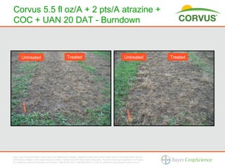corvus herbicide