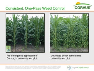 Consistent, One-Pass Weed Control!




   Pre-emergence application of                                                                                    Untreated check at the same
   Corvus, in university test plot                                                                                 university test plot


Bayer (reg d) and the Bayer Cross (reg d) are trademarks of Bayer. Additional trademarks and/or logos used in this presentation are the
trademarks of Bayer or the respective brand owner. Always read and follow label instructions. Not all products are registered in all states.
For additional product information call toll-free 1-866-99-BAYER (1-866-992-2937) or visit our website at www.BayerCropScience.us.
 