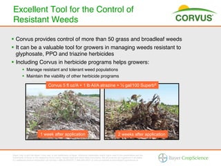 Excellent Tool for the Control of
Resistant Weeds!

§  Corvus provides control of more than 50 grass and broadleaf weeds!
§  It can be a valuable tool for growers in managing weeds resistant to
    glyphosate, PPO and triazine herbicides!
§  Including Corvus in herbicide programs helps growers: !
          §  Manage resistant and tolerant weed populations !
          §  Maintain the viability of other herbicide programs!

                                      Corvus 5 fl oz/A + 1 lb AI/A atrazine + ½ gal/100 Superb®




                             1 week after application                                                            2 weeks after application



Bayer (reg d) and the Bayer Cross (reg d) are trademarks of Bayer. Additional trademarks and/or logos used in this presentation are the
trademarks of Bayer or the respective brand owner. Always read and follow label instructions. Not all products are registered in all states.
For additional product information call toll-free 1-866-99-BAYER (1-866-992-2937) or visit our website at www.BayerCropScience.us.
 