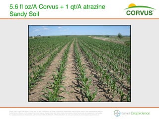 5.6 ﬂ oz/A Corvus + 1 qt/A atrazine
Sandy Soil !




Bayer (reg d) and the Bayer Cross (reg d) are trademarks of Bayer. Additional trademarks and/or logos used in this presentation are the
trademarks of Bayer or the respective brand owner. Always read and follow label instructions. Not all products are registered in all states.
For additional product information call toll-free 1-866-99-BAYER (1-866-992-2937) or visit our website at www.BayerCropScience.us.
 