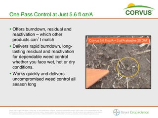 One Pass Control at Just 5.6 ﬂ oz/A!

§  Offers burndown, residual and
    reactivation – which other
    products can t match!                                                                                               Corvus 5.6 fl oz/A + 2 pt/A atrazine 20 DAT

§  Delivers rapid burndown, long-
    lasting residual and reactivation
    for dependable weed control
    whether you face wet, hot or dry
    conditions.!
§  Works quickly and delivers
    uncompromised weed control all
    season long!




Bayer (reg d) and the Bayer Cross (reg d) are trademarks of Bayer. Additional trademarks and/or logos used in this presentation are the
trademarks of Bayer or the respective brand owner. Always read and follow label instructions. Not all products are registered in all states.
For additional product information call toll-free 1-866-99-BAYER (1-866-992-2937) or visit our website at www.BayerCropScience.us.
 