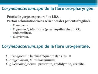 Corynebacterium.spp de la flore oro-pharyngée.
Frottis de gorge, expectora° ou LBA.
Parfois colonisation voies aériennes des patients fragilisés.
▫ C. accolens.
▫ C. pseudodiphteriticum (pneumopathie chez BPCO,
endocardites).
▫ C. striatum.
Corynebacterium.spp de la flore uro-génitale.
C. urealyticum : la plus fréquente dans les IU
C. amycolatum, C. minutissimum.
C. glucuronolyticum : prostatite, épididymite, urétrite.
 