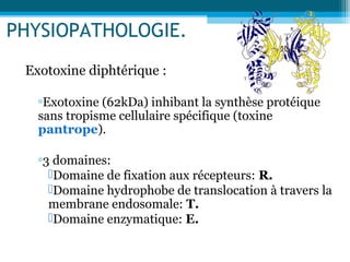 PHYSIOPATHOLOGIE.
Exotoxine diphtérique :
▫Exotoxine (62kDa) inhibant la synthèse protéique
sans tropisme cellulaire spécifique (toxine
pantrope).
▫3 domaines:
Domaine de fixation aux récepteurs: R.
Domaine hydrophobe de translocation à travers la
membrane endosomale: T.
Domaine enzymatique: E.
 