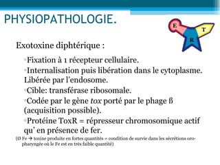 PHYSIOPATHOLOGIE.
Exotoxine diphtérique :
▫Fixation à 1 récepteur cellulaire.
▫Internalisation puis libération dans le cytoplasme.
Libérée par l’endosome.
▫Cible: transférase ribosomale.
▫Codée par le gène tox porté par le phage ß
(acquisition possible).
▫Protéine ToxR = répresseur chromosomique actif
qu’ en présence de fer.
(Ø Fe  toxine produite en fortes quantités = condition de survie dans les sécrétions oro-
pharyngée où le Fe est en très faible quantité)
 
