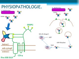 PHYSIOPATHOLOGIE.
C. diphteriae
toxine
HSPG
CD 9
Pro HB EGF
mb cytopl
intra©
extra©
C. diphteriae
toxine
EF2 (Fc élonga°)
ADP ribosylase
NAD
ADP
 