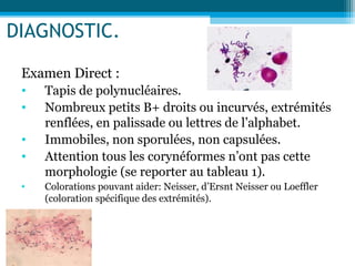 DIAGNOSTIC.
Examen Direct :
• Tapis de polynucléaires.
• Nombreux petits B+ droits ou incurvés, extrémités
renflées, en palissade ou lettres de l’alphabet.
• Immobiles, non sporulées, non capsulées.
• Attention tous les corynéformes n’ont pas cette
morphologie (se reporter au tableau 1).
• Colorations pouvant aider: Neisser, d’Ersnt Neisser ou Loeffler
(coloration spécifique des extrémités).
 