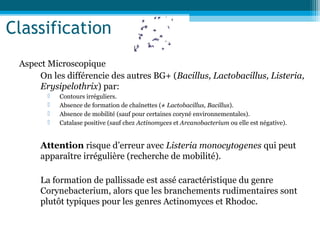 Classification
Aspect Microscopique
On les différencie des autres BG+ (Bacillus, Lactobacillus, Listeria,
Erysipelothrix) par:
 Contours irréguliers.
 Absence de formation de chaînettes (≠ Lactobacillus, Bacillus).
 Absence de mobilité (sauf pour certaines coryné environnementales).
 Catalase positive (sauf chez Actinomyces et Arcanobacterium ou elle est négative).
Attention risque d’erreur avec Listeria monocytogenes qui peut
apparaître irrégulière (recherche de mobilité).
La formation de pallissade est assé caractéristique du genre
Corynebacterium, alors que les branchements rudimentaires sont
plutôt typiques pour les genres Actinomyces et Rhodoc.
 
