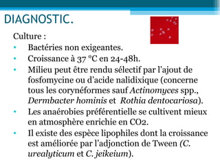 DIAGNOSTIC.
Culture :
• Bactéries non exigeantes.
• Croissance à 37 °C en 24-48h.
• Milieu peut être rendu sélectif par l’ajout de
fosfomycine ou d’acide nalidixique (concerne
tous les corynéformes sauf Actinomyces spp.,
Dermbacter hominis et Rothia dentocariosa).
• Les anaérobies préférentielle se cultivent mieux
en atmosphère enrichie en CO2.
• Il existe des espèce lipophiles dont la croissance
est améliorée par l’adjonction de Tween (C.
urealyticum et C. jeikeium).
 