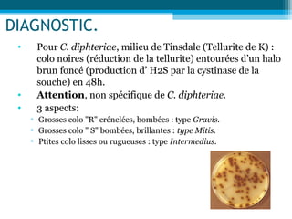 DIAGNOSTIC.
• Pour C. diphteriae, milieu de Tinsdale (Tellurite de K) :
colo noires (réduction de la tellurite) entourées d’un halo
brun foncé (production d’ H2S par la cystinase de la
souche) en 48h.
• Attention, non spécifique de C. diphteriae.
• 3 aspects:
▫ Grosses colo "R" crénelées, bombées : type Gravis.
▫ Grosses colo " S" bombées, brillantes : type Mitis.
▫ Ptites colo lisses ou rugueuses : type Intermedius.
 