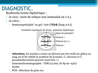 DIAGNOSTIC.
Recherche toxine diphtérique :
• in vivo : mort du cobaye non immunisé en 1-2 j.
• in vitro :
▫ Immunoprécipita° en gel : test d’Elek (long 2-6 j)
▫ Attention, les souches a tester ne doivent pas être isolé sur gélose au
sang car le fer inhibe la synthèse de la toxine. C. ulcerans et C.
pseudotuberculosis peuvent aussi être +)
▫ Immunochromatographie : TDR (15 min, Se Sp 90 -95%)
▫ ELISA
▫ PCR : détection du gène tox.
bandelette imprégnée de sérum antitoxine diphtérique
ligne de précipita°
témoin +
Patient (ici +)
témoin -
 