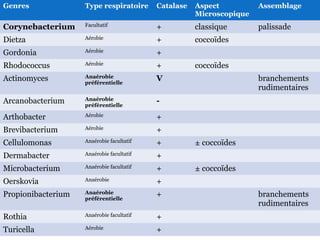 Genres Type respiratoire Catalase Aspect
Microscopique
Assemblage
Corynebacterium Facultatif + classique palissade
Dietza Aérobie + coccoïdes
Gordonia Aérobie +
Rhodococcus Aérobie + coccoïdes
Actinomyces Anaérobie
préférentielle
V branchements
rudimentaires
Arcanobacterium Anaérobie
préférentielle
-
Arthobacter Aérobie +
Brevibacterium Aérobie +
Cellulomonas Anaérobie facultatif + ± coccoïdes
Dermabacter Anaérobie facultatif +
Microbacterium Anaérobie facultatif + ± coccoïdes
Oerskovia Anaérobie +
Propionibacterium Anaérobie
préférentielle
+ branchements
rudimentaires
Rothia Anaérobie facultatif +
Turicella Aérobie +
 