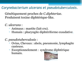 Corynebacterium ulcerans et pseudotuberculosis.
Génétiquement proches de C.diphteriae.
Produisent toxine diphtérique-like.
C. ulcerans :
▫ Animaux : mastite (lait cru).
▫ Humain : pharyngite diphtériforme exsudative.
C. pseudotuberculosis :
▫ Ovins, Chevaux : abcès, pneumonie, lymphagite
caséeuse.
▫ Exceptionnelement : syndrome diphtérique
humain.
 