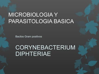 MICROBIOLOGIA Y
PARASITOLOGIA BASICA

  Bacilos Gram positivos



  CORYNEBACTERIUM
  DIPHTERIAE
 