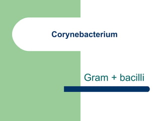 Corynebacterium Gram + bacilli 