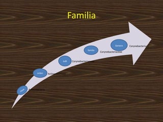 Familia

                                                                      Genero   Corynebacterium
                                                familia
                                                          Corynebacteriaceae


                             sub    Corynebacterianeae



       orden     Actinomycetales




Actinobacteria
 