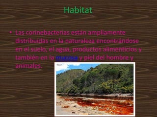 Habitat

• Las corinebacterias están ampliamente
  distribuidas en la naturaleza encontrándose
  en el suelo, el agua, productos alimenticios y
  también en la mucosa y piel del hombre y
  animales.
 