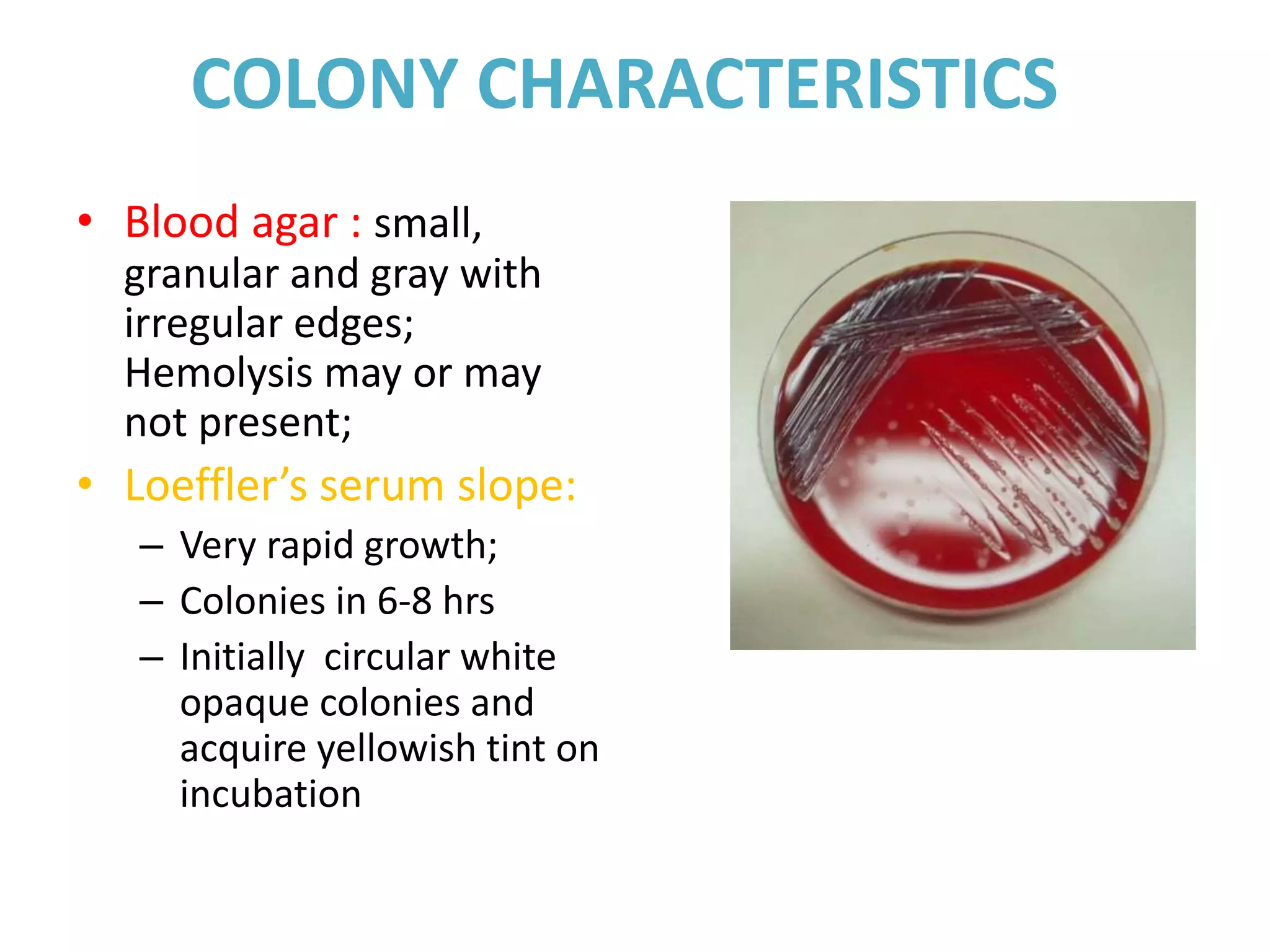 COLONY CHARACTERISTICS
• Blood agar : small,
granular and gray with
irregular edges;
Hemolysis may or may
not present;
• Loeffler’s serum slope:
– Very rapid growth;
– Colonies in 6-8 hrs
– Initially circular white
opaque colonies and
acquire yellowish tint on
incubation
 