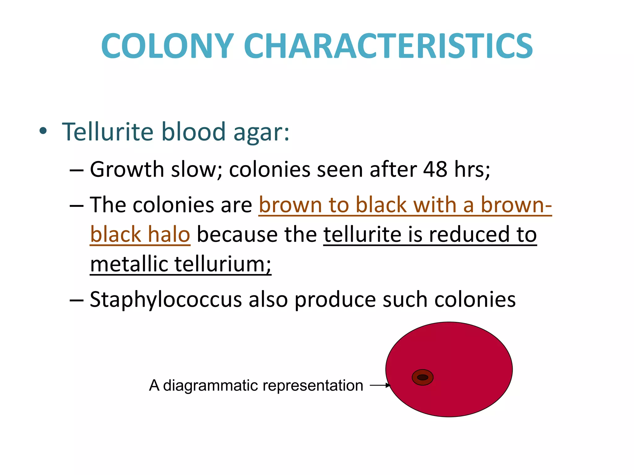 COLONY CHARACTERISTICS
• Tellurite blood agar:
– Growth slow; colonies seen after 48 hrs;
– The colonies are brown to black with a brown-
black halo because the tellurite is reduced to
metallic tellurium;
– Staphylococcus also produce such colonies
A diagrammatic representation
 