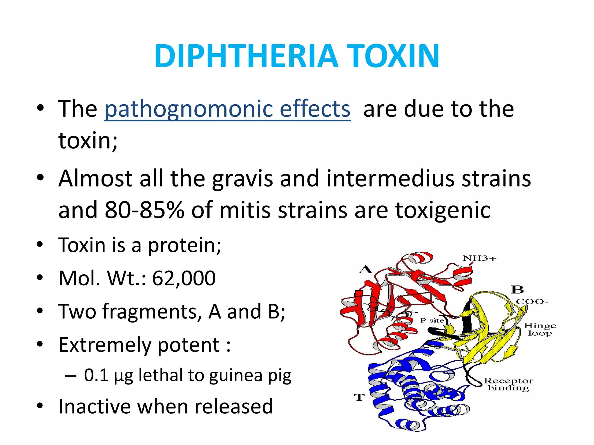 DIPHTHERIA TOXIN
• The pathognomonic effects are due to the
toxin;
• Almost all the gravis and intermedius strains
and 80-85% of mitis strains are toxigenic
• Toxin is a protein;
• Mol. Wt.: 62,000
• Two fragments, A and B;
• Extremely potent :
– 0.1 μg lethal to guinea pig
• Inactive when released
 