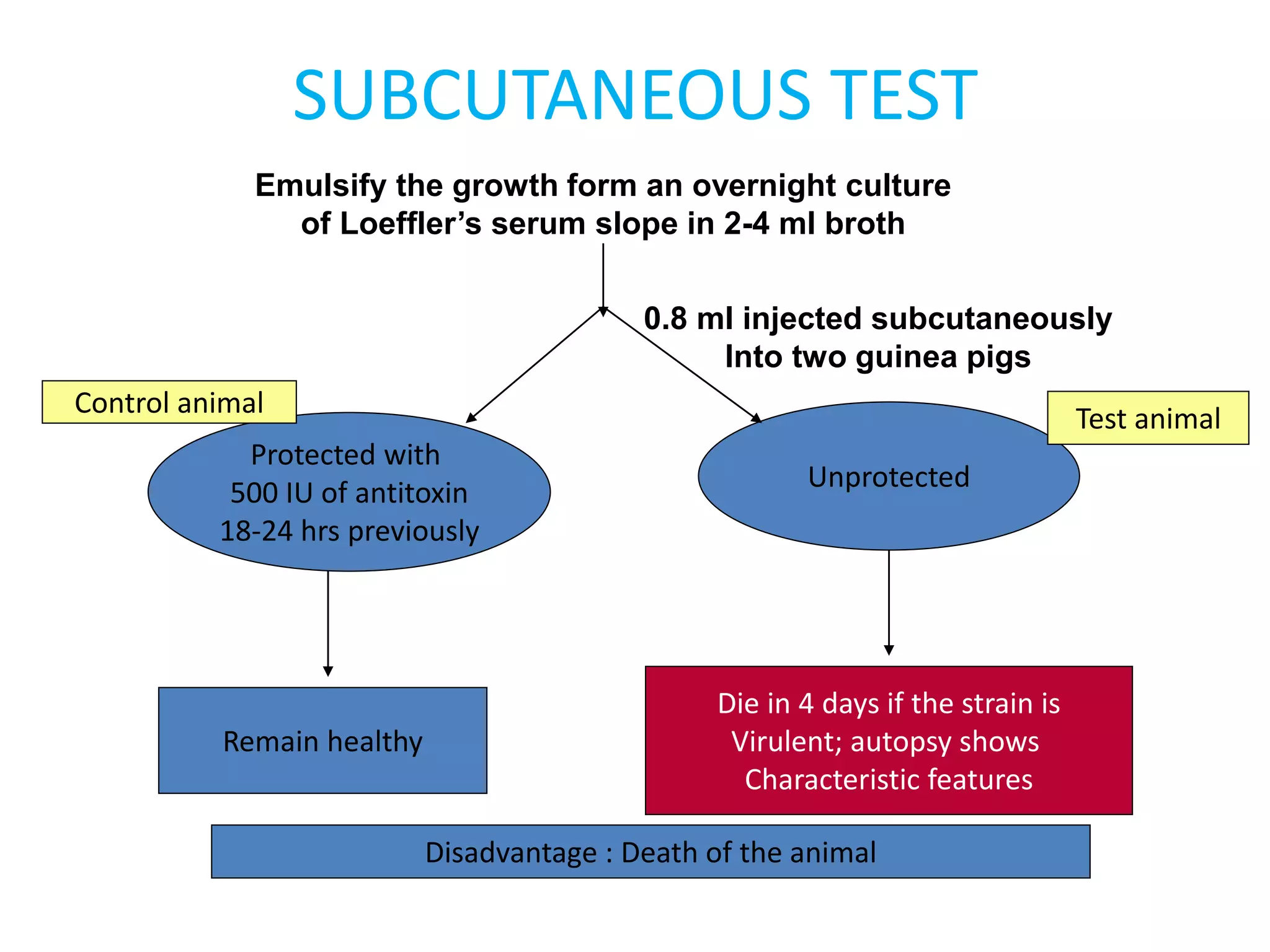 SUBCUTANEOUS TEST
Emulsify the growth form an overnight culture
of Loeffler’s serum slope in 2-4 ml broth
0.8 ml injected subcutaneously
Into two guinea pigs
Protected with
500 IU of antitoxin
18-24 hrs previously
Unprotected
Die in 4 days if the strain is
Virulent; autopsy shows
Characteristic features
Remain healthy
Disadvantage : Death of the animal
Control animal
Test animal
 