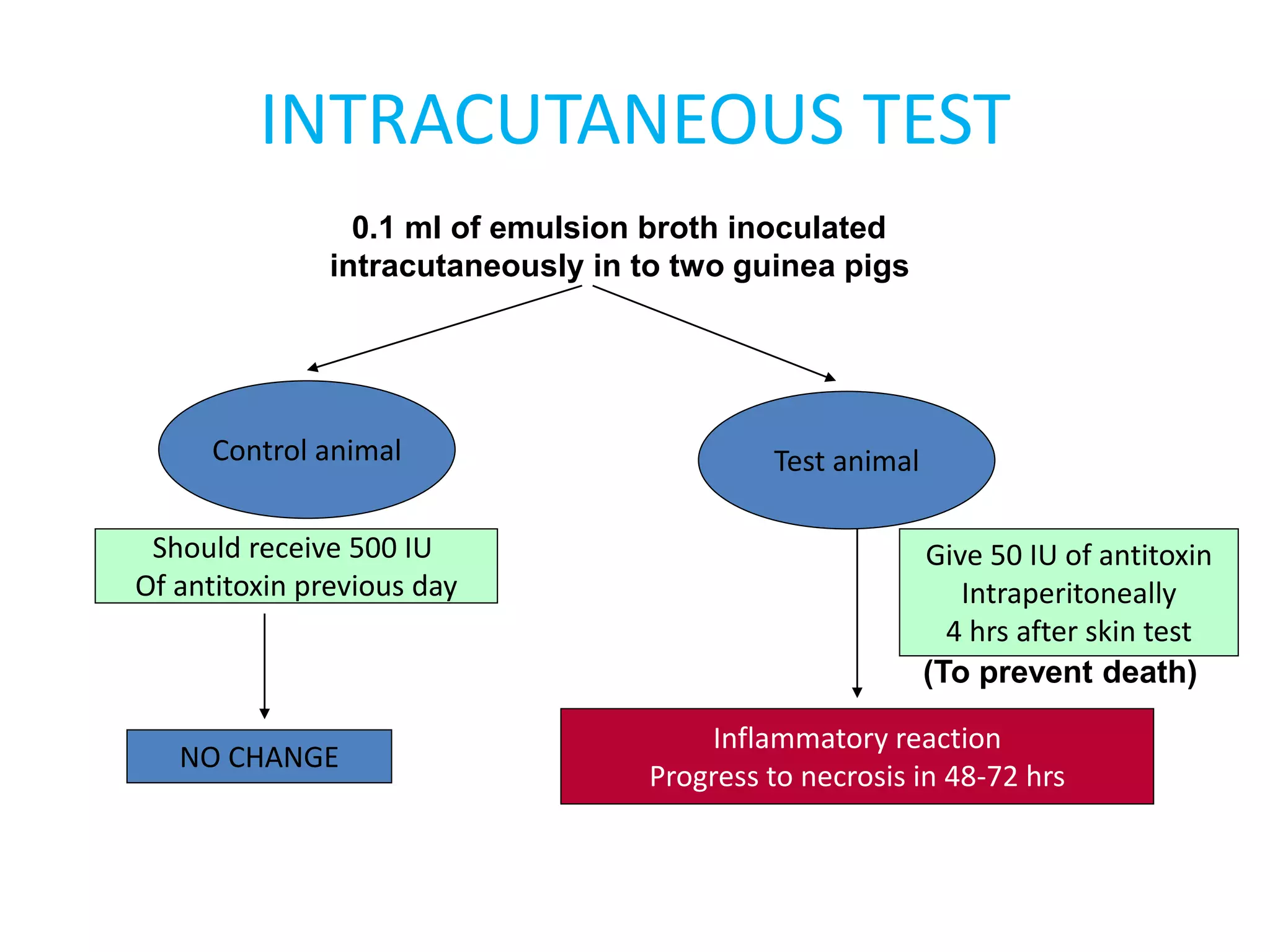 INTRACUTANEOUS TEST
0.1 ml of emulsion broth inoculated
intracutaneously in to two guinea pigs
Control animal Test animal
Should receive 500 IU
Of antitoxin previous day
Give 50 IU of antitoxin
Intraperitoneally
4 hrs after skin test
(To prevent death)
Inflammatory reaction
Progress to necrosis in 48-72 hrs
NO CHANGE
 
