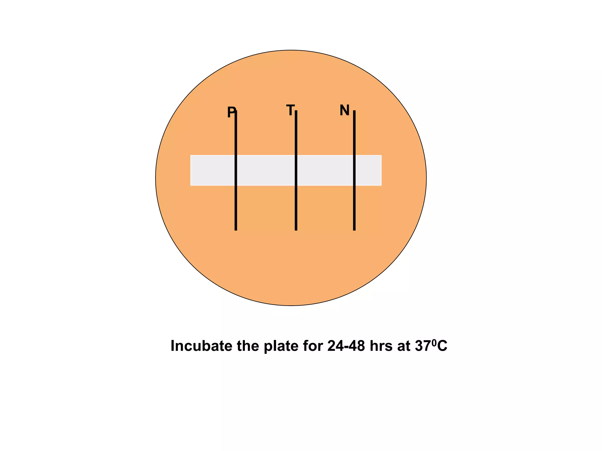 Incubate the plate for 24-48 hrs at 370C
P T N
 