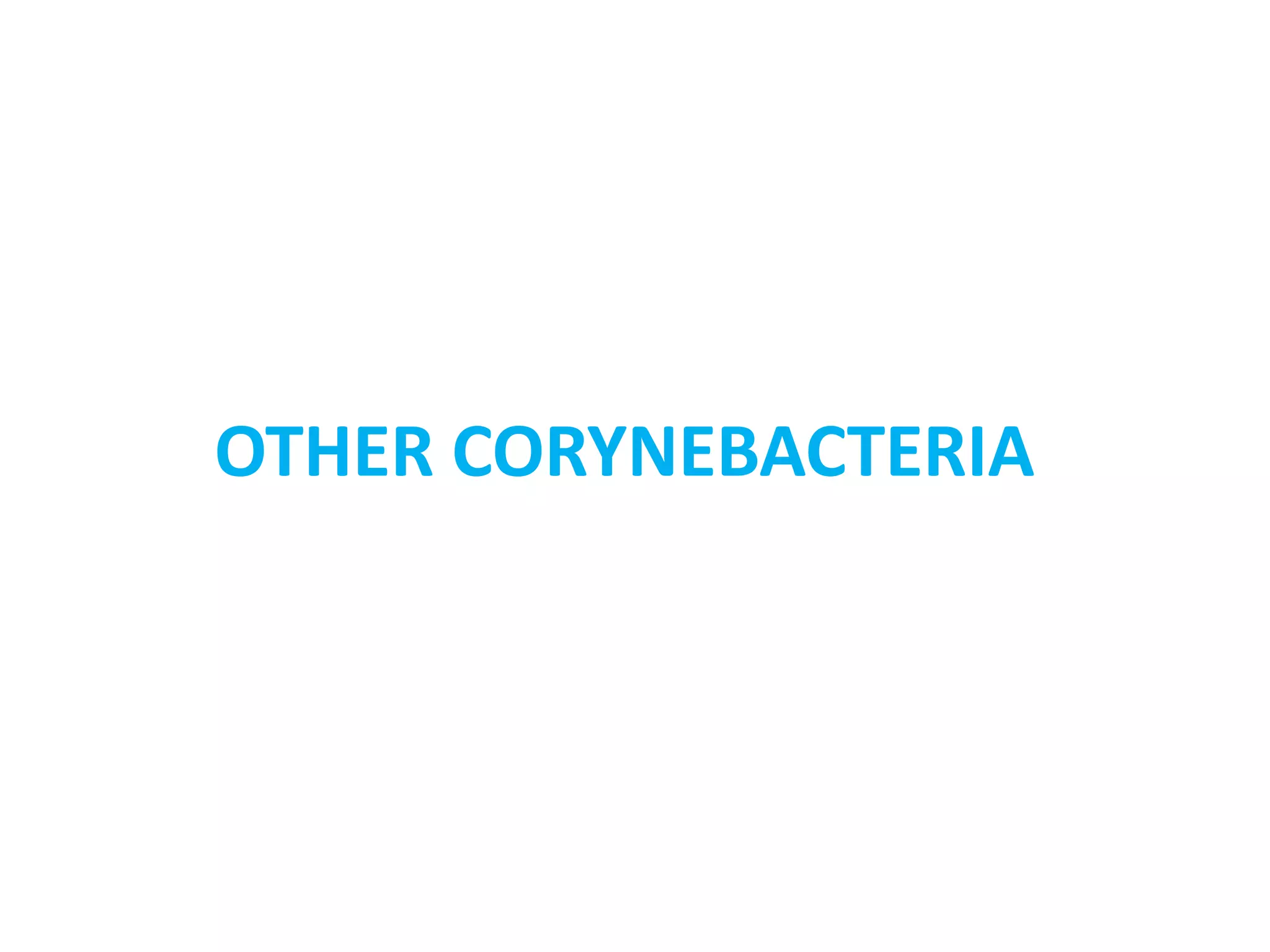 OTHER CORYNEBACTERIA
 