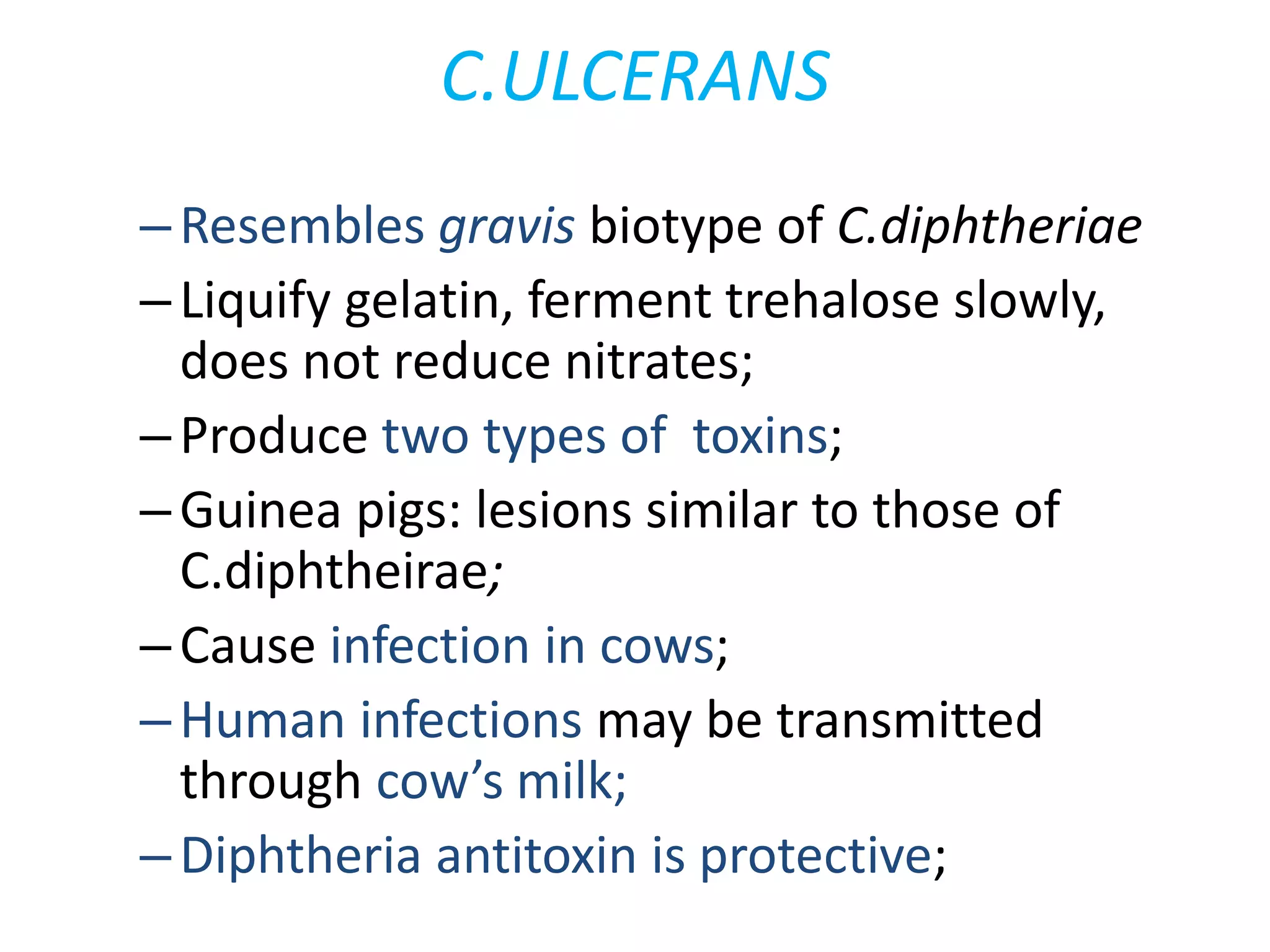 C.ULCERANS
–Resembles gravis biotype of C.diphtheriae
–Liquify gelatin, ferment trehalose slowly,
does not reduce nitrates;
–Produce two types of toxins;
–Guinea pigs: lesions similar to those of
C.diphtheirae;
–Cause infection in cows;
–Human infections may be transmitted
through cow’s milk;
–Diphtheria antitoxin is protective;
 