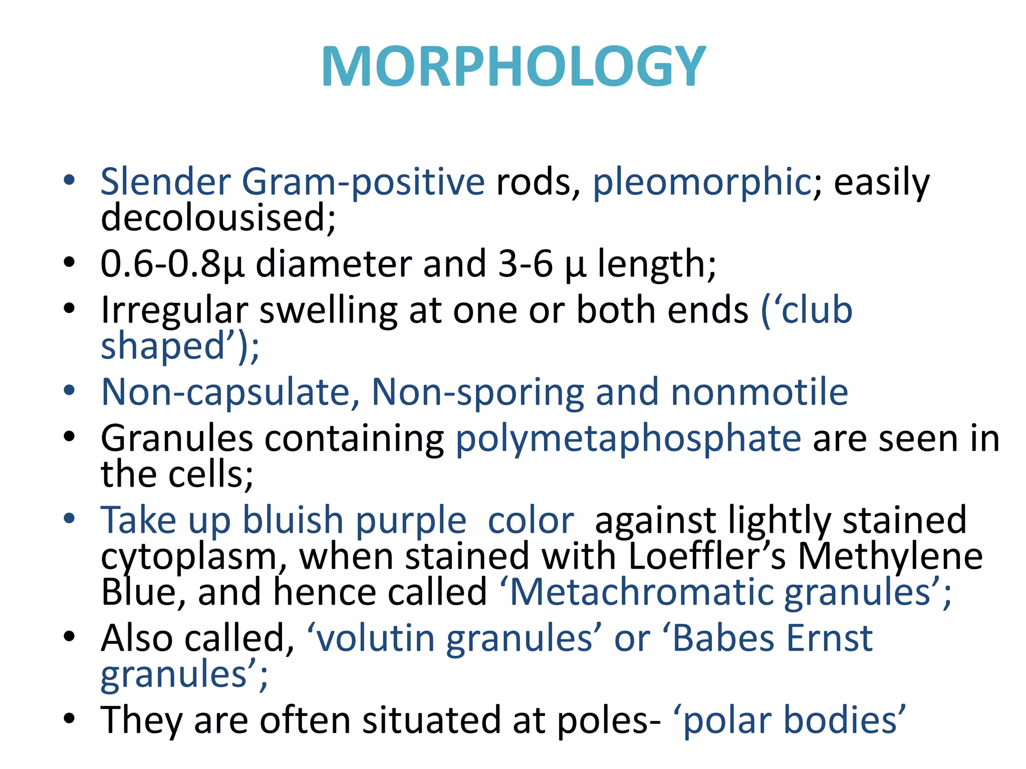 MORPHOLOGY
• Slender Gram-positive rods, pleomorphic; easily
decolousised;
• 0.6-0.8μ diameter and 3-6 μ length;
• Irregular swelling at one or both ends (‘club
shaped’);
• Non-capsulate, Non-sporing and nonmotile
• Granules containing polymetaphosphate are seen in
the cells;
• Take up bluish purple color against lightly stained
cytoplasm, when stained with Loeffler’s Methylene
Blue, and hence called ‘Metachromatic granules’;
• Also called, ‘volutin granules’ or ‘Babes Ernst
granules’;
• They are often situated at poles- ‘polar bodies’
 