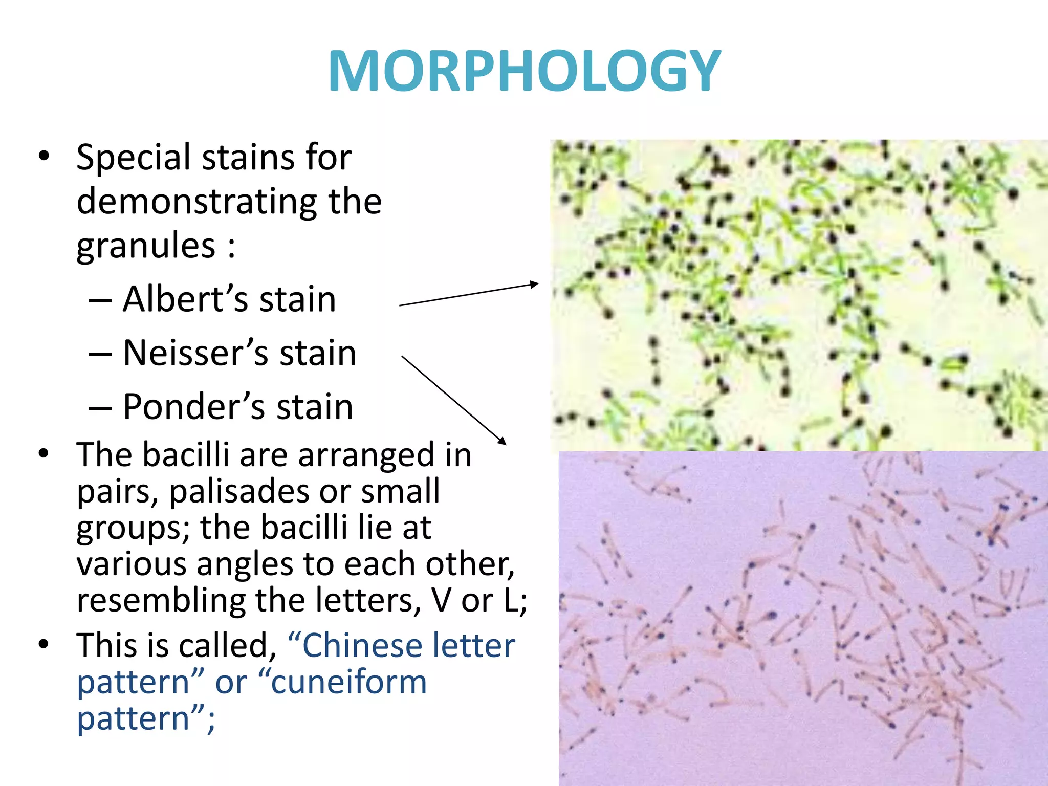 MORPHOLOGY
• Special stains for
demonstrating the
granules :
– Albert’s stain
– Neisser’s stain
– Ponder’s stain
• The bacilli are arranged in
pairs, palisades or small
groups; the bacilli lie at
various angles to each other,
resembling the letters, V or L;
• This is called, “Chinese letter
pattern” or “cuneiform
pattern”;
 