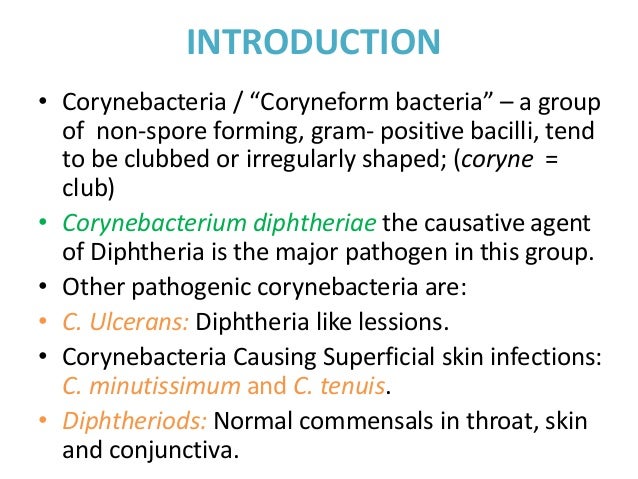 history of corynebacterium diphtheriae Diphtheria is caused by the bacterium corynebacterium diphtheriae symptoms include sore throat and fever get information about the vaccine, treatment, history and prognosis of diphtheria. history of corynebacterium diphtheriae Diphtheria is caused by the bacterium corynebacterium diphtheriae symptoms include sore throat and fever get information about the vaccine, treatment, history and prognosis of diphtheria.