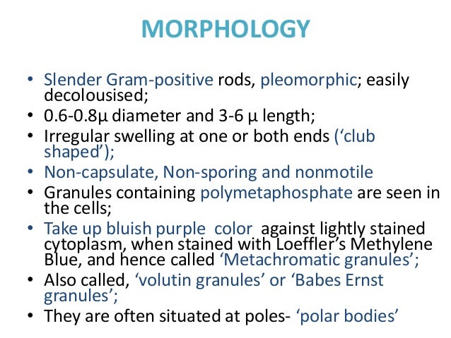 Gram Positive Pleomorphic Rods