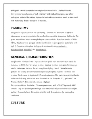 pathogenic species Corynebacterium pseudotuberculosis, C. diphtheriae and
Corynebacterium ulcerans, of high veterinary and medical relevance, and a low
pathogenic potential bacterium, Corynebacterium kroppenstedtii, which is associated
with pulmonary disease and cases of mastitis.
TAXONOMY
The genus Corynebacterium was created by Lehmann and Neumann in 1896 as
a taxonomic group to contain the bacterial rods responsible for causing diphtheria. The
genus was defined based on morphological characteristics. Based on studies of 16S-
rRNA, they have been grouped into the subdivision of gram-positive eubacteria with
high G:C content, with close phylogenetic relationship to Arthrobacter,
Mycobacterium, Nocardia, and Streptomyces.
GENERAL CHARACTERISTICS
The principal features of the Corynebacterium genus were described by Collins and
Cummins in 1986.They are gram-positive, catalase-positive, non-spore forming, non-
motile, rod-shaped bacteria that are straight or slightly curved. Metachromatic
granules are usually present representing stored phosphate regions. Their size falls
between 2 and 6 μms in length and 0.5 μms in diameter. The bacteria group together in
a characteristic way, which has been described as the form of a "V", "palisades", or
"Chinese letters". They may also appear elliptical.
They are aerobic or facultative. Chemoorganotrophs, with a 51–65% genomic G:C
content. They are pleomorphic through their lifecycles, they occur in various lengths,
and they frequently have thickenings at either end, depending on the surrounding
conditions.
CULTURE
 