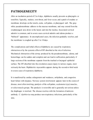 PATHOGENECITY
After an incubation period of 2 to 4 days, diphtheria usually presents as pharyngitis or
tonsillitis. Typically, malaise, sore throat, and fever occur, and a patch of exudate or
membrane develops on the tonsils, uvula, soft palate, or pharyngeal wall. The gray-
white pseudomembrane adheres to the mucous membrane, and may extend from the
oropharyngeal area down to the larynx and into the trachea. Associated cervical
adenitis is common, and in severe cases cervical adenitis and edema produce a
“bullneck” appearance. In uncomplicated cases, the infection gradually resolves, and
the membrane is coughed up after 5 to 10 days.
The complications and lethal effects of diphtheria are caused by respiratory
obstruction or by the systemic effect of DT absorbed at the site of infection.
Mechanical obstruction of the airway produced by the pseudomembrane, edema, and
hemorrhage can be sudden and complete and can lead to suffocation, particularly if
large sections of the membrane separate from the tracheal or laryngeal epithelial
surface. The DT absorbed into the circulation causes injury to various organs, most
seriously the heart. Diphtheritic myocarditis appears during the second or third week
in severe cases of respiratory diphtheria.
It is manifested by cardiac enlargement and weakness, arrhythmia, and congestive
heart failure with dyspnea. Nervous system involvement appears later in the course of
disease, most often involving paralysis of the soft palate, oculomotor (eye) muscles,
or select muscle groups. The paralysis is reversible and is generally not serious unless
the diaphragm is involved. The disease resolves with the formation of antitoxin
antibody. C. diphtheriae may produce non-respiratory infections, particularly of the
skin.
 