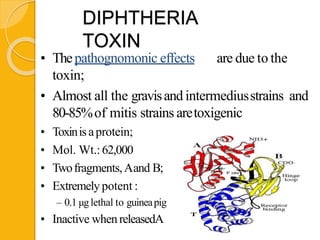 DIPHTHERIA
TOXIN
• Thepathognomonic effects are due to the
toxin;
• Almost all the gravisand intermediusstrains and
80-85%of mitis strains aretoxigenic
• Toxinisaprotein;
• Mol. Wt.:62,000
• Twofragments,Aand B;
• Extremely potent :
– 0.1 μglethal to guineapig
• Inactive when releasedA
 