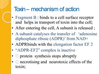 Toxin– mechanism of action
• Fragment B : binds to a cell surface receptor
and helps in transport of toxin into the cell;
• After entering the cell, A subunit is released ;
• A subunit catalyses the transfer of ‘adenosine
diphosphate ribose (ADPR)’ from NAD+
• ADPRbinds with the elongation factor EF 2
• “ADPR-EF2” complex is inactive
• protein synthesis stops abruptly
• necrotising and neurotoxic effects of the
toxin;
 