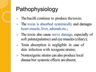 Pathophysiology
 Thebacilli continue to produce thetoxin;
 The toxin is absorbed systemically and damages
heart muscle, liver, adrenalsetc.;
 The toxin also cause nerve damage, especially of
soft palate(palatine) and eyemuscles(ciliary);
 Toxin absorption is negligible in case of
skin infection with toxigenicstrains;
 Nontoxigenic strains canalso produce local
diseasebut systemiceffects areabsent;
 