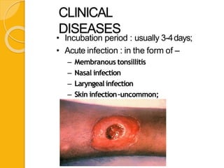 CLINICAL
DISEASES
• Incubation period : usually 3-4days;
• Acute infection : in the form of –
– Membranous tonsillitis
– Nasal infection
– Laryngeal infection
– Skin infection–uncommon;
 