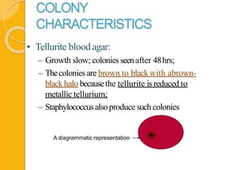 COLONY
CHARACTERISTICS
• Tellurite bloodagar:
– Growth slow; colonies seenafter 48hrs;
– Thecolonies are brown to blackwith abrown-
blackhalo becausethe tellurite isreduced to
metallic tellurium;
– Staphylococcusalsoproduce such colonies
A diagrammatic representation
 