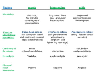 Feature gravis intermedius mitis
Morphology
shot rods,
few granules
some degree of
pleomorphism
long barred forms
poor granulation
Pleomorphism
long curved
prominent granules
Pleomorphism
Colony on
tellurite blood
agar (48 hrs)
Daisy head colony
(flat colony with raised
dark centre and crenated
edge; radial striations)
Frog's egg colony
(dull granular centre
with glistening
periphery and
lighter ring near edge)
Poached egg colony
(shiny , flat with central
elevation)
Consistency of
the colonies
Brittle
not easily emulsifiable intermediate
soft, buttery
easily emulsifiable
Hemolysis Variable nonhemolytic hemolytic
Glycogen/
starch
fermentation
Positive Negative Negative
 
