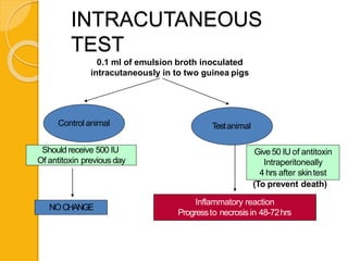 INTRACUTANEOUS
TEST
0.1 ml of emulsion broth inoculated
intracutaneously in to two guinea pigs
Control animal Testanimal
Should receive 500 IU
Of antitoxin previous day
Give50 IU of antitoxin
Intraperitoneally
4 hrs after skintest
(To prevent death)
Inflammatory reaction
Progressto necrosis in 48-72hrs
NOCHANGE
 